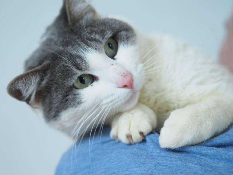 Кошка Мышка белая с серыми пятнами в дар 4