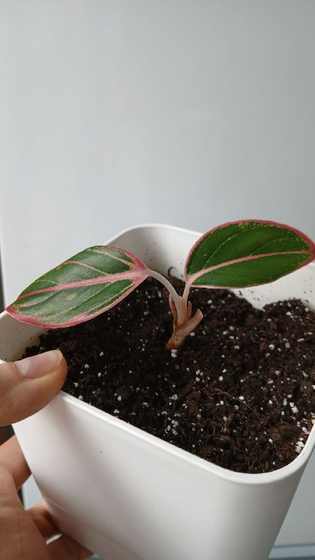 Аглаонема сорт пинкат без кашпо 1