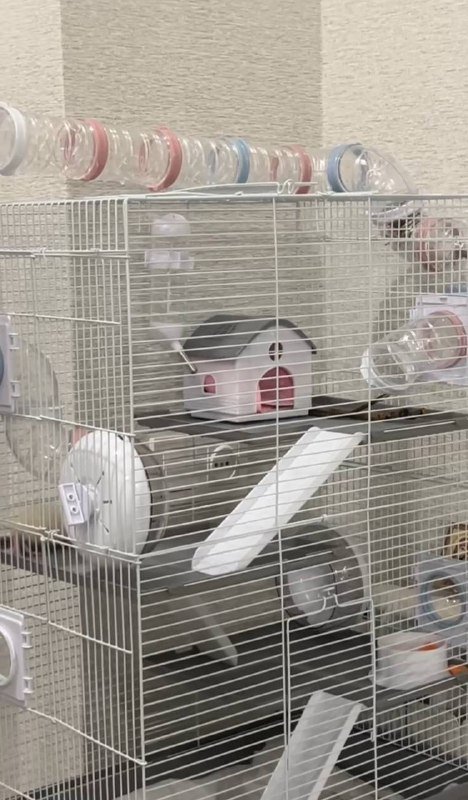 Крысенок девочка, клетка 4 этажа с туннелями, миской, поилкой 2