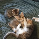 Котята 4