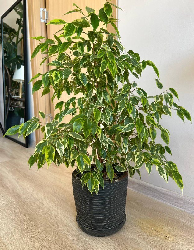 Набор садовой мебели со столом и двумя стульями 5