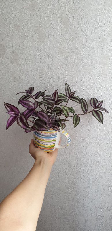 Традесканция в горшке