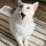 Кошка Луми 2