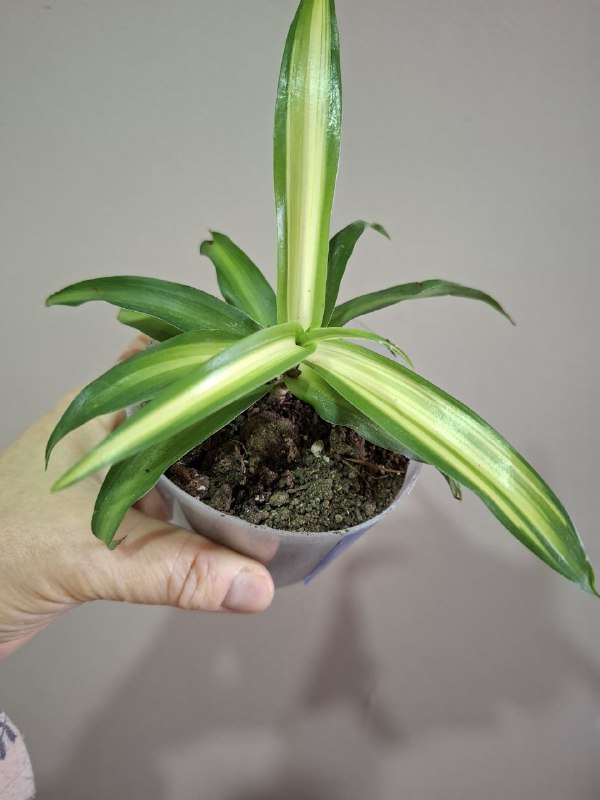 Рассада перцев, суккуленты, сингониум, эхеверия, алоэ, индийский лук 7