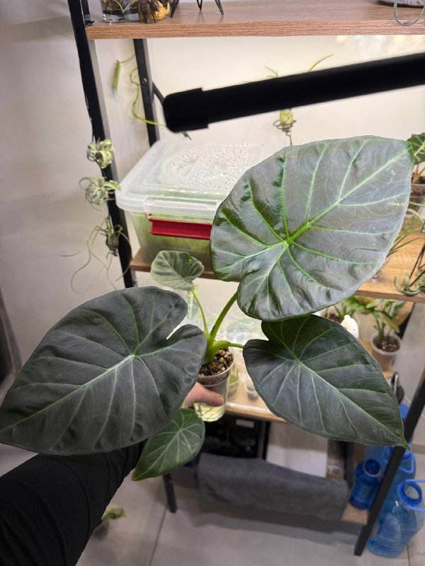 Алоказия Regal Shields 2