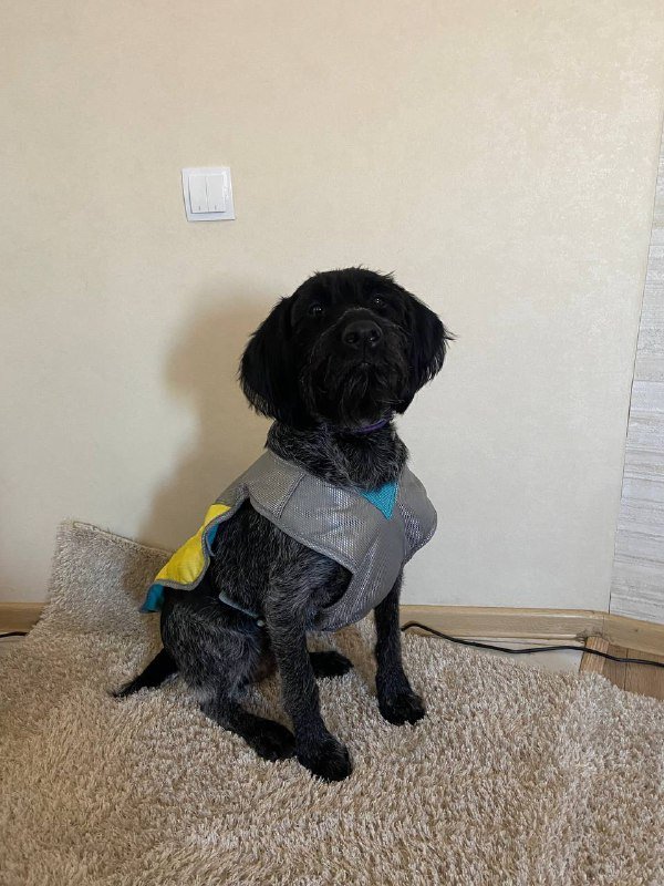 Расческа, фурминатор, охлаждающая попона для собак 4