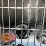 Котёнку нужна помощь после операции 2
