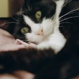 Кошка Фрау 2