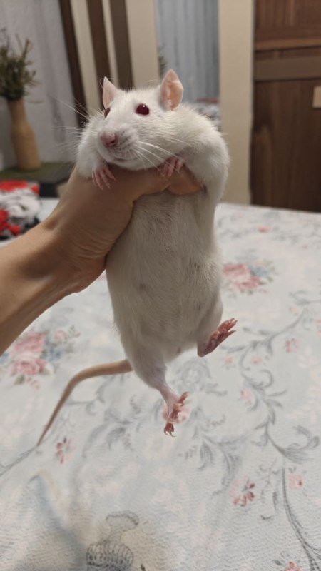 Крыска с двухэтажным домиком и кормом 3