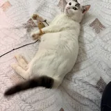 Кошка Минти 5