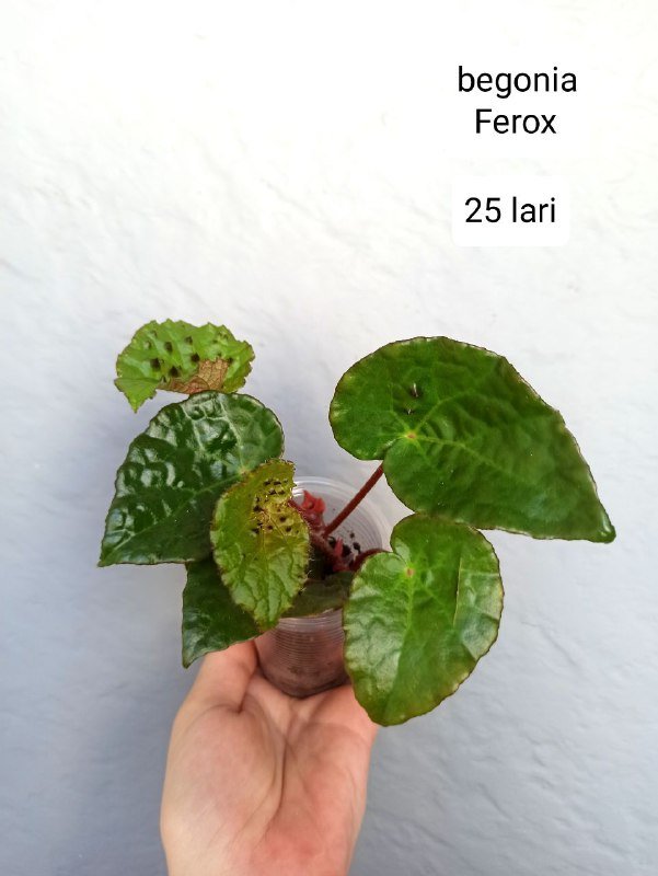 Комнатные растения 7