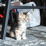 Котята 2