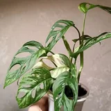 Редкие сортовые комнатные растения и цветы 9