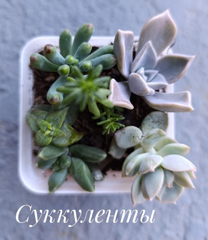 Суккуленты, Красула денежное дерево, Оксалис, Хлорофитум 5