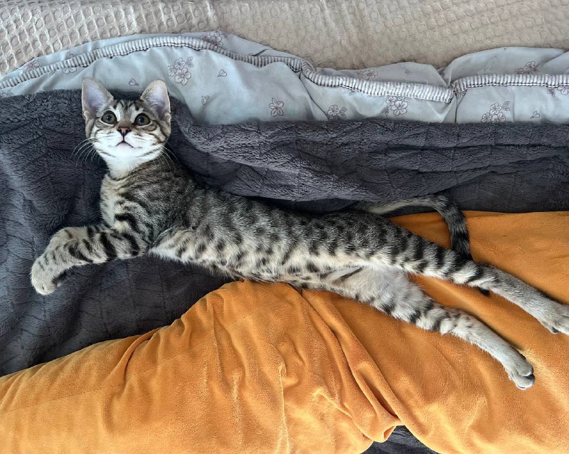 Игривая кисонька 3 месяца, здоровая, с вакцинацией 4