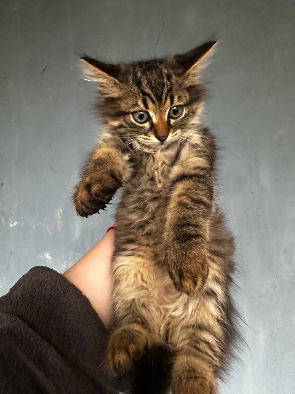 Котята, два мальчика и две девочки