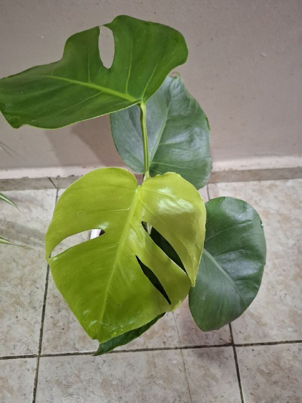 Монстеры, строманта, бегония, папоротник, традесканция, суккуленты, каланхоэ 9