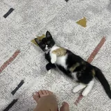 Ласковый котёнок ищет добрый дом 3