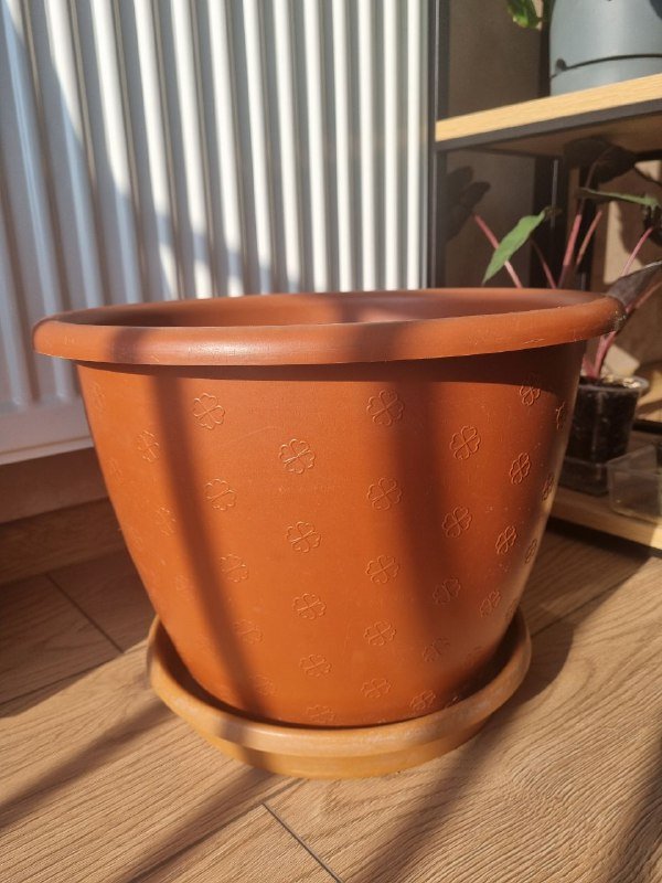 Алоказия Юкатан Принцесс, цветочные горшки пластиковые 6