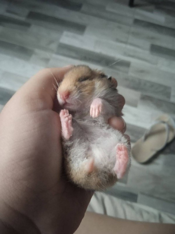 Хомячок