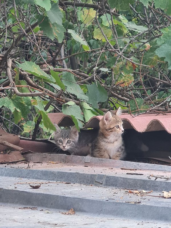 Котята бесплатно в добрые руки 6