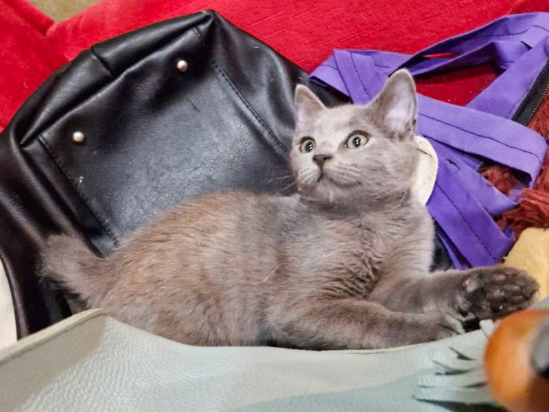 котёнок Иви дымчатый мальчик для дома, около 3 месяцев 2