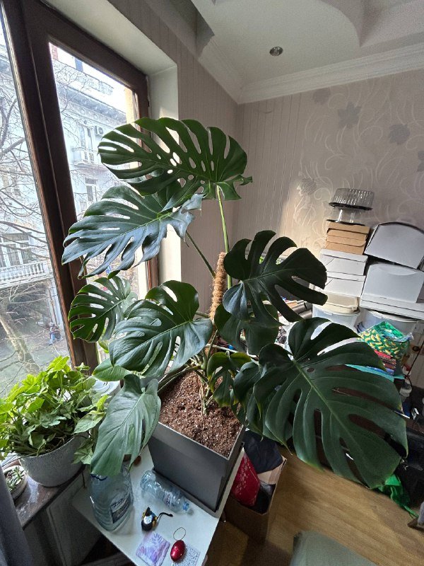 Монстера 1,80 см в горшке 6