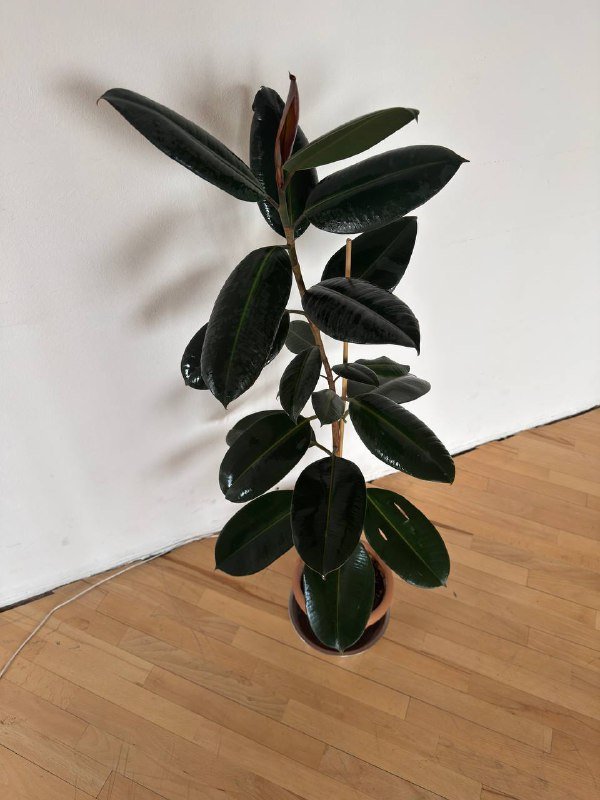 Фикус высотой 120см 2
