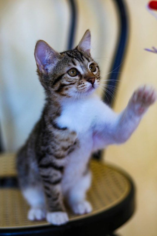 Котята Нюра и Шишка ищут дом