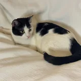 Кот Лапыч 2