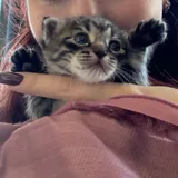 Котёнок Киси ищет дом или передержку 2