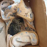 Котёнок в добрые руки 4