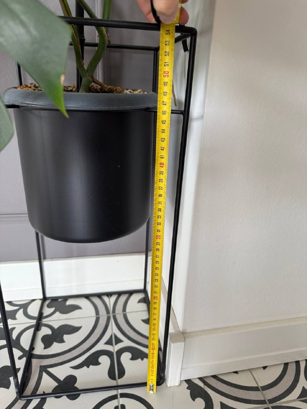 Монстера с кашпо-подставкой 2