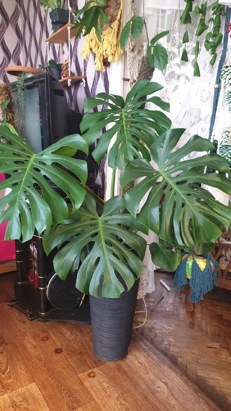 Драцена, Филодендрон, Хеппи лив, Диффенбахия, Аглаонема, Нолина, Сциндапсус, Монстера, Марбл квин, Сансевиерия 8