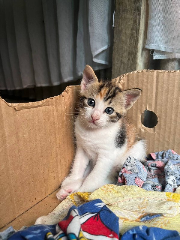 Две девочки котята ищут дом 2