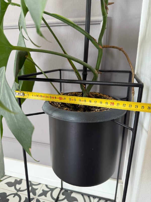 Монстера с кашпо-подставкой 3