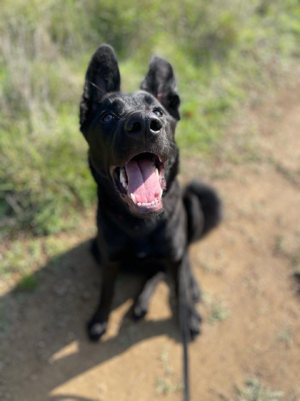 Собака 10 месяцев Ушки ищет дом 3