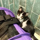 Котенок Шуфа 4