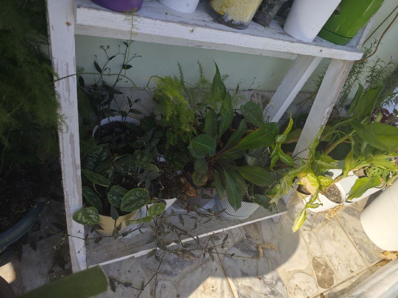 комнатные растения 2