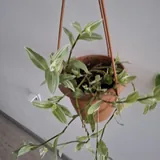Комнатные растения, суккуленты, калатея, традесканция, хлорофитум 9