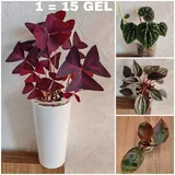 Комнатные растения 6