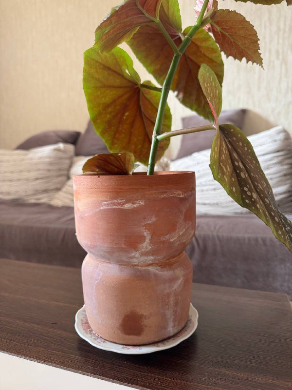 Пятнистая бегония 4