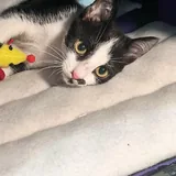 Котенок Шуфа 2