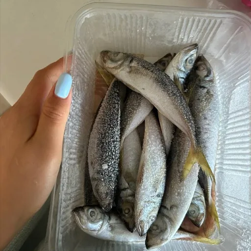 Замороженная ставрида