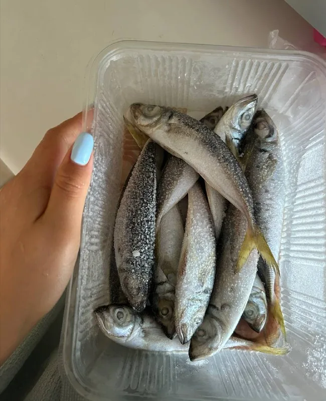 Замороженная ставрида