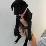 Щенок Молли ищет семью 3