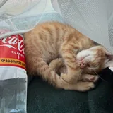 Котик, мальчик 3