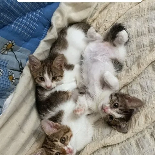 Котята