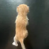 Рыжий котенок 5