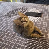 Котенок табби, девочка 5